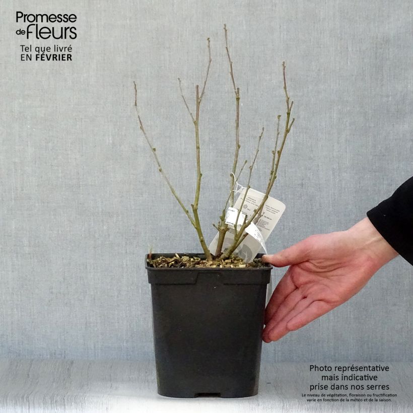 Example of Hibiscus syriacus Ultramarine - Althéa bleu Pot van 3 l/4 l as you get in hiver