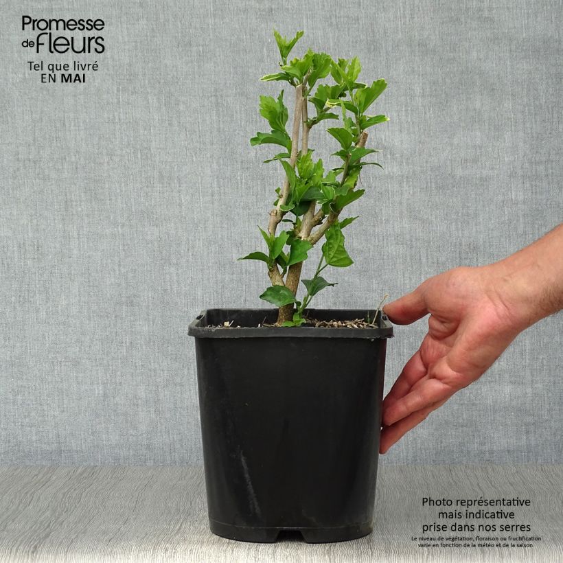 Exemplaar van Hibiscus syriacus Ultramarine - Tuinhibiscus Pot van 3 l/4 l zoals geleverd in de lente