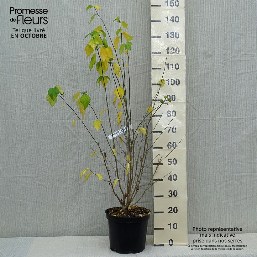 Exemplaar van Hibiscus syriacus Ultramarine - Tuinhibiscus Pot van 7,5 l/10 l zoals geleverd in de herfst