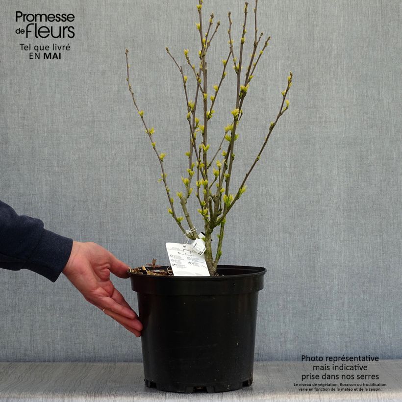 Exemplaar van Hibiscus syriacus Ultramarine - Tuinhibiscus Pot van 7,5 l/10 l zoals geleverd in de lente