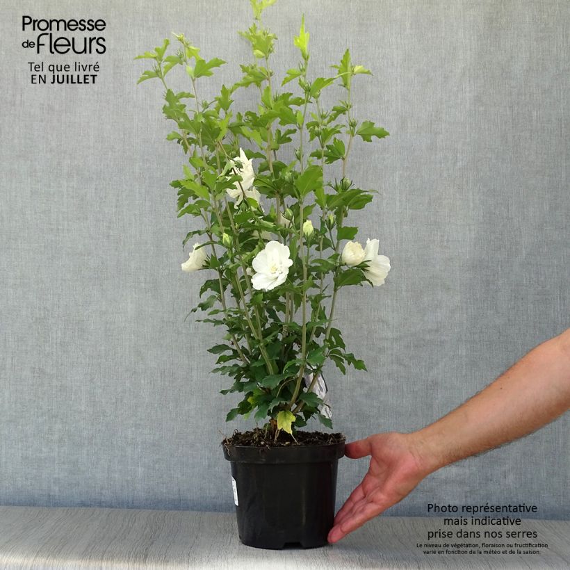 Exemplaar van Hibiscus syriacus White Chiffon - Tuinhibiscus Pot van 2 l/3 l zoals geleverd in de zomer