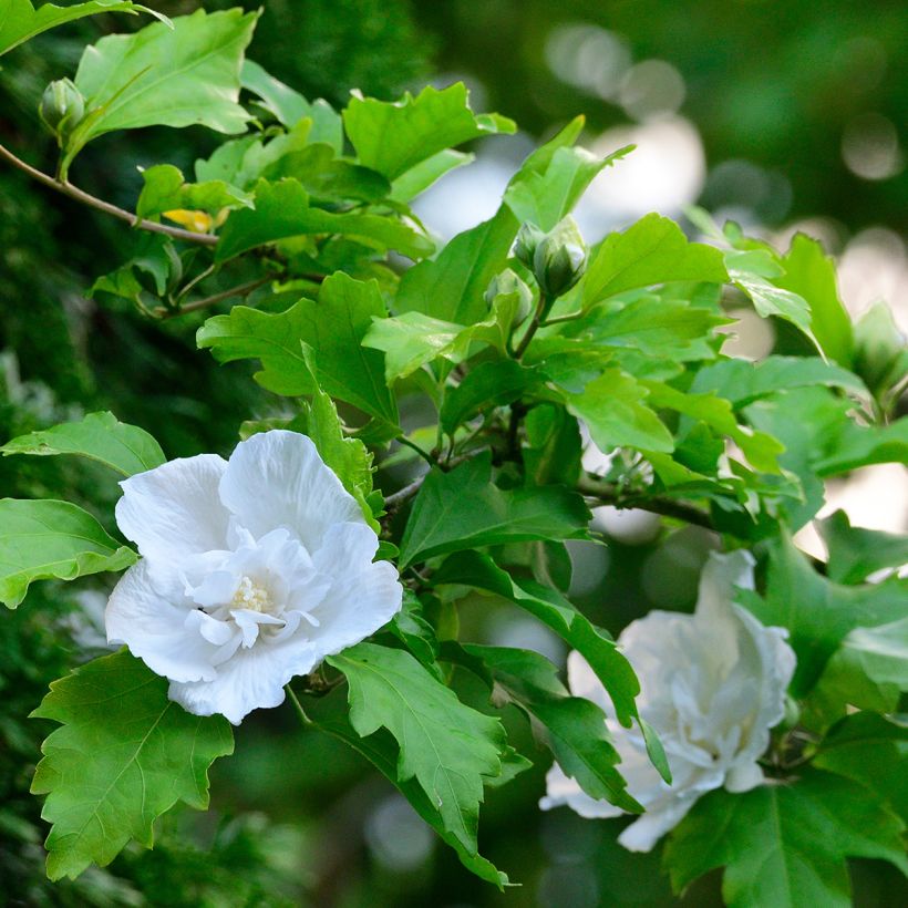 Hibiscus syriacus White Chiffon - Tuinhibiscus (Foliage)