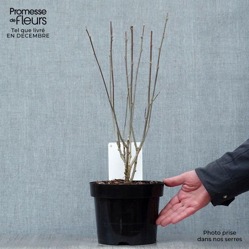 Example of Hibiscus syriacus Woodbridge  Pot van 2 l/3 l as you get in hiver