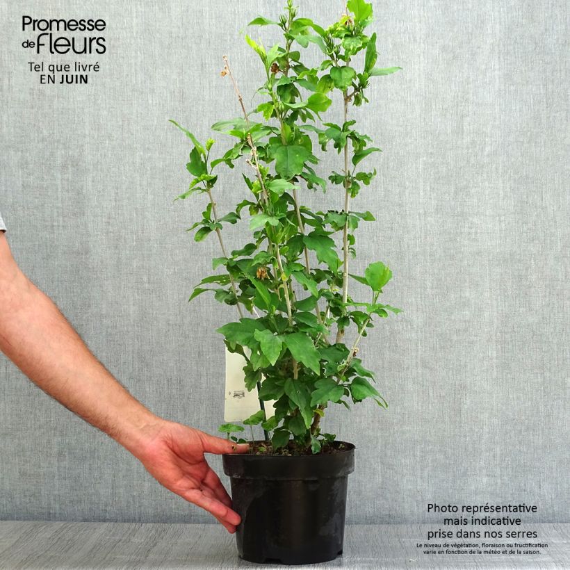 Exemplaar van Hibiscus syriacus Woodbridge - Tuinhibiscus Pot van 2 l/3 l zoals geleverd in de zomer