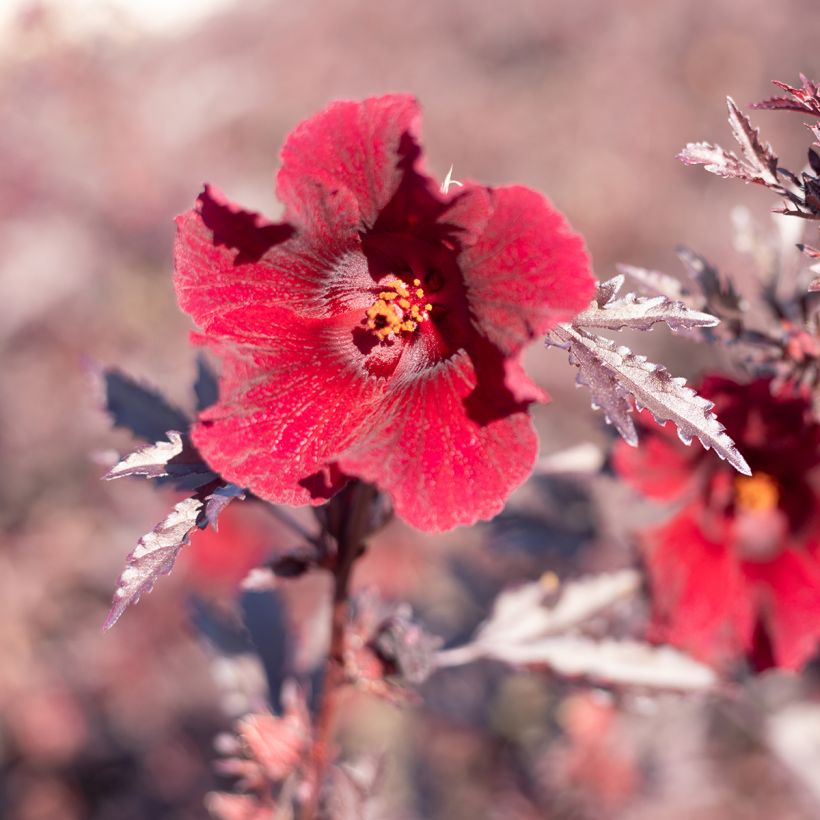 Hibiscus acetosella Mahogany Splendor (zaad) (Bloei)