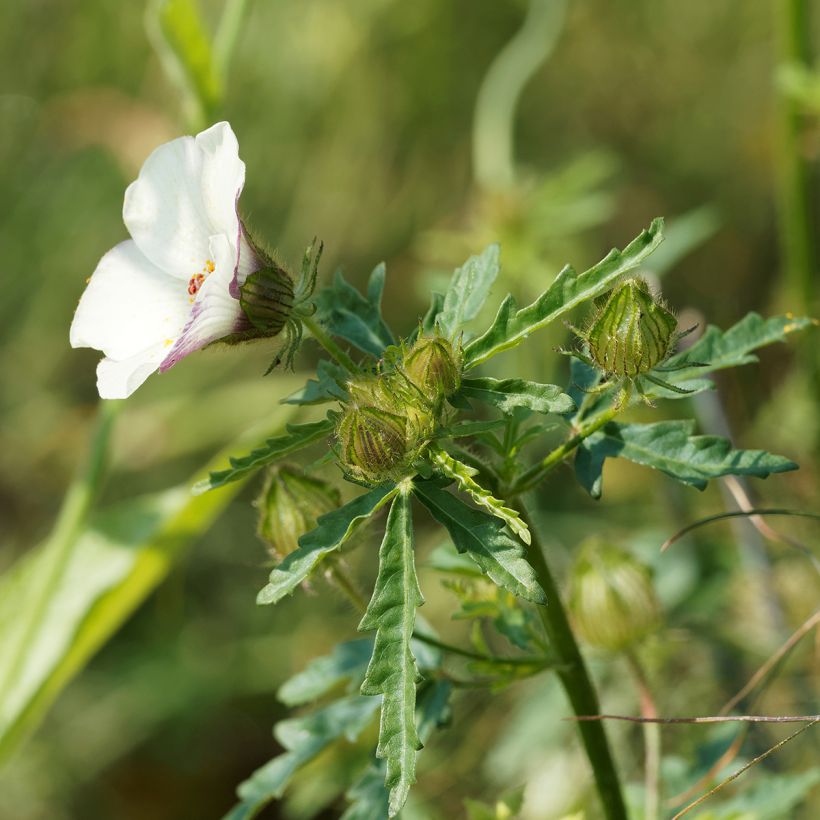 Hibiscus trionum - Drie-urenbloem (Foliage)