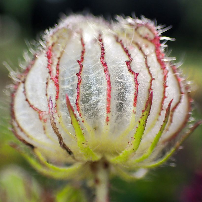 Hibiscus trionum - Drie-urenbloem (Harvest)
