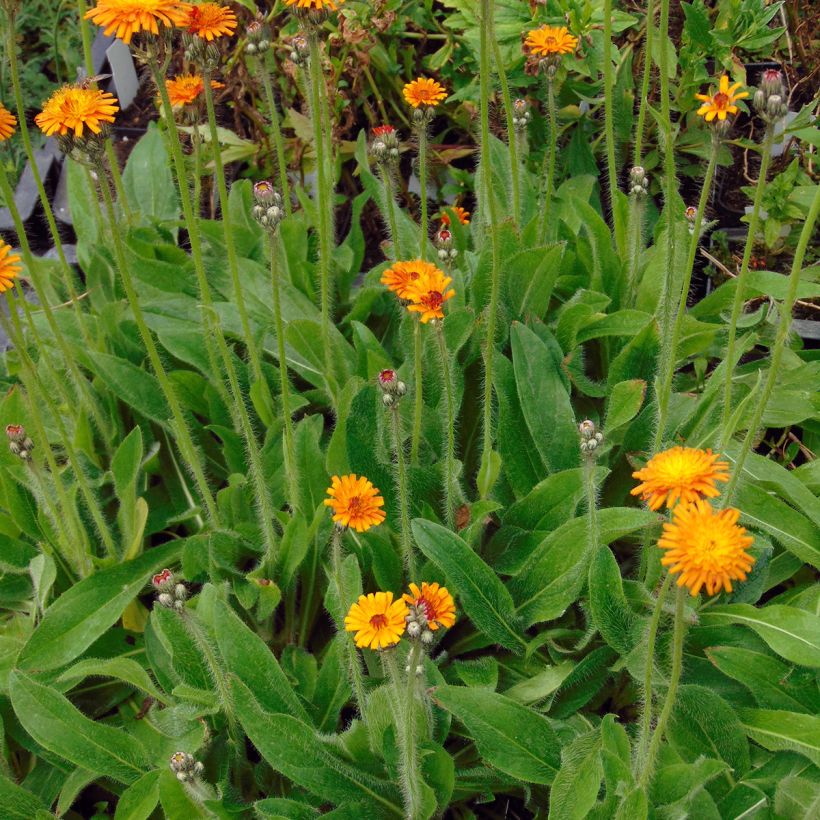 Hieracium aurantiacum - Oranje havikskruid (Plant habit)