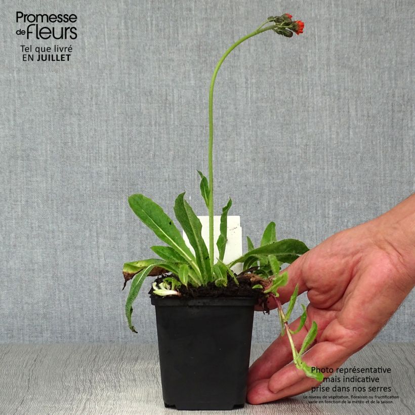 Exemplaar van Hieracium aurantiacum - Oranje havikskruid Kweekpotje van 8/9 cm zoals geleverd in de zomer