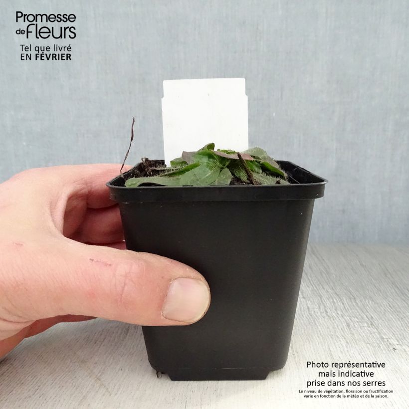 Example of Hieracium aurantiacum - Epervière Kweekpotje van 8/9 cm as you get in hiver