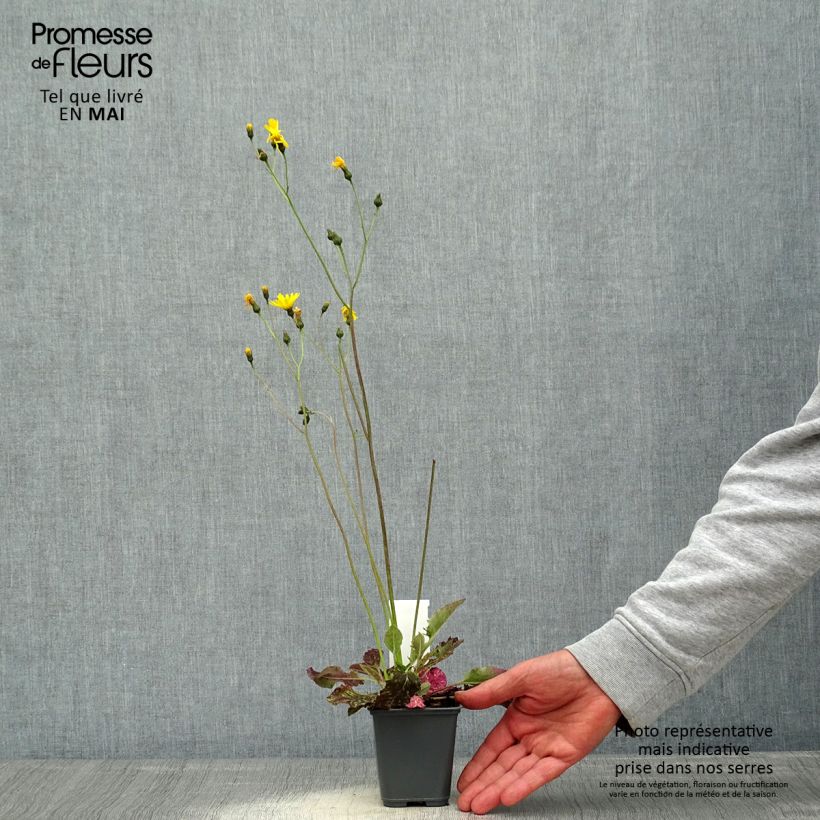 Exemplaar van Hieracium maculatum - Gevlekt havikskruid Kweekpotje van 8/9 cm zoals geleverd in de lente