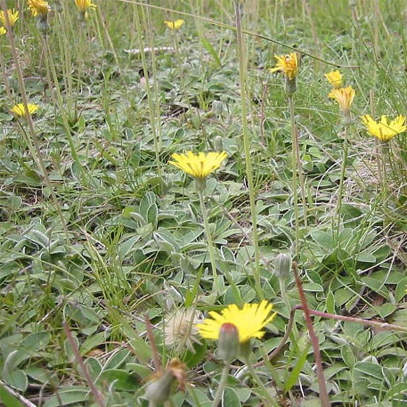 Hieracium pilosella - Muizenoor (Plant habit)