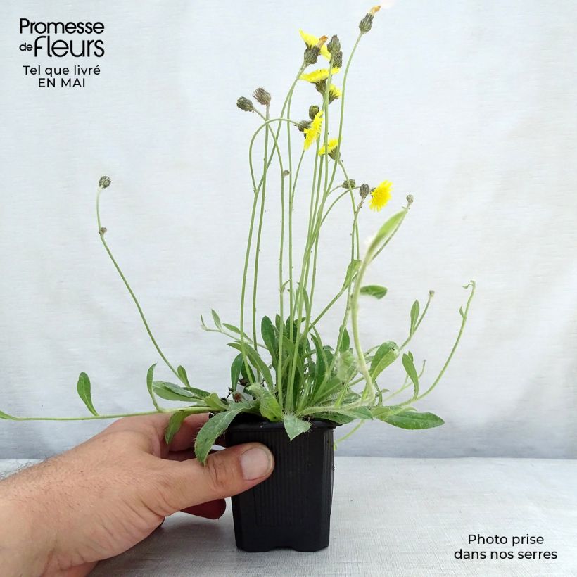 Exemplaar van Hieracium pilosella - Muizenoor Kweekpotje van 8/9 cm zoals geleverd in de lente