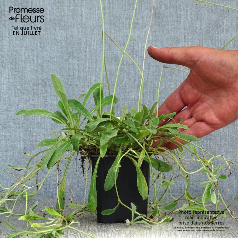 Exemplaar van Hieracium pilosella - Muizenoor Kweekpotje van 8/9 cm zoals geleverd in de zomer