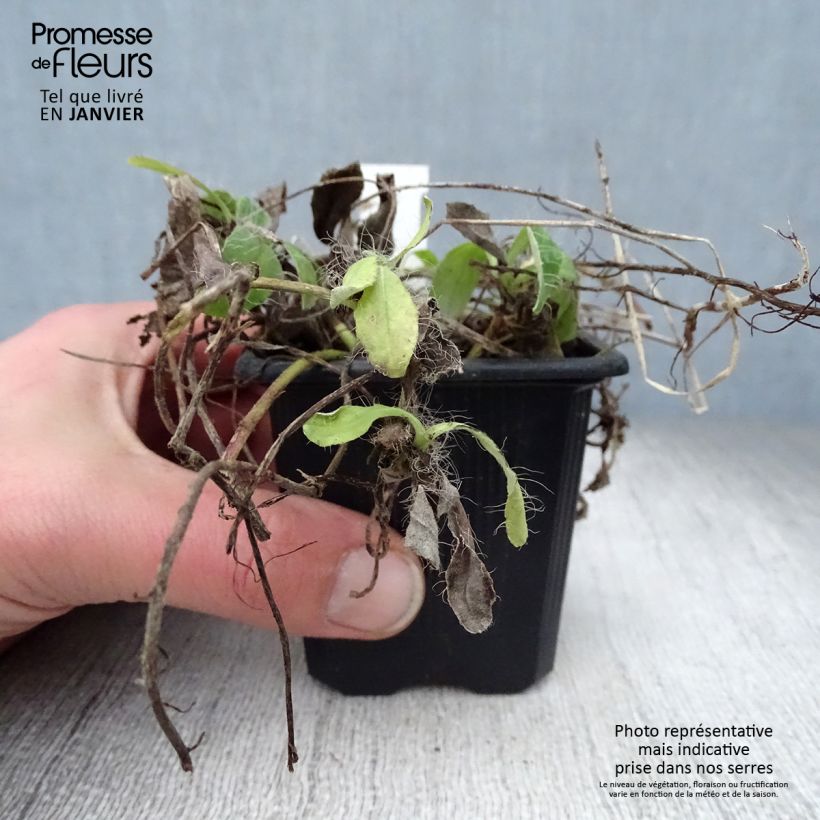 Example of Hieracium pilosella - Epervière Kweekpotje van 8/9 cm as you get in hiver