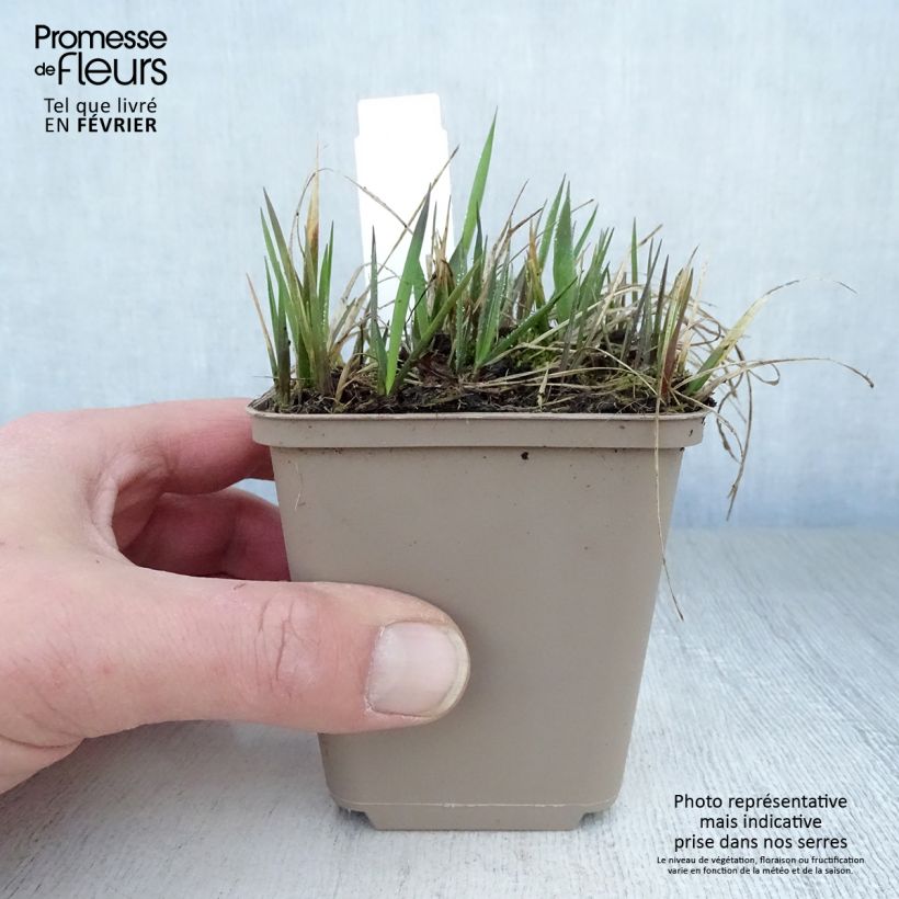 Exemplaar van Hierochloe odorata - Veenreukgras Kweekpotje van 8/9 cm zoals geleverd in de winter