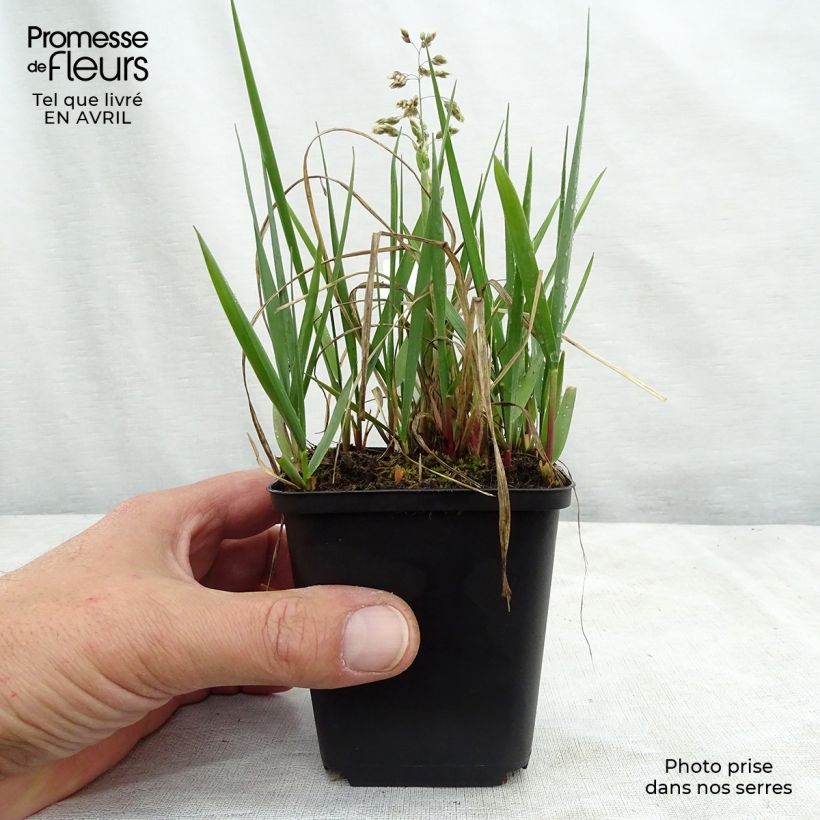 Exemplaar van Hierochloe odorata - Veenreukgras Kweekpotje van 8/9 cm zoals geleverd in de lente