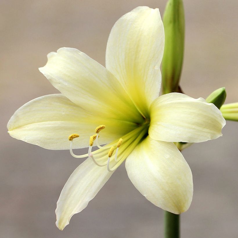 Amaryllis Marrakech - Hippeastrum (Bloei)