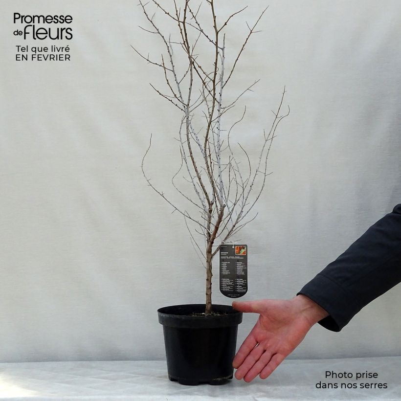 Example of Hippophae rhamnoides - Duindoorn Pot van 2 l/3 l as you get in hiver