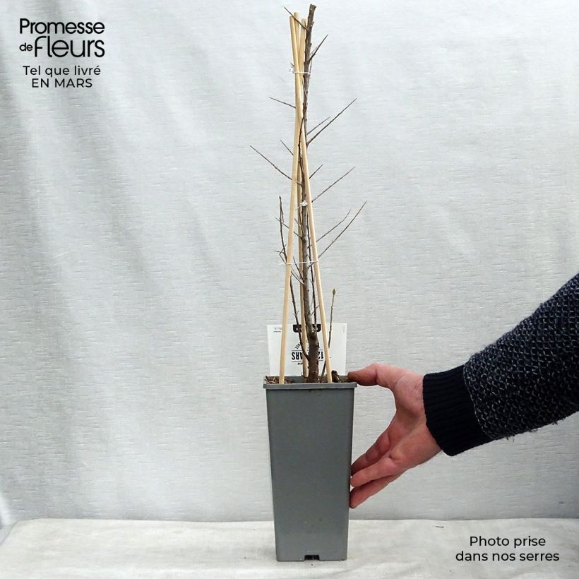 Example of Hippophae rhamnoides Friesdorfer Orange - Argousier Pot van 1,5 l/2 l as you get in hiver