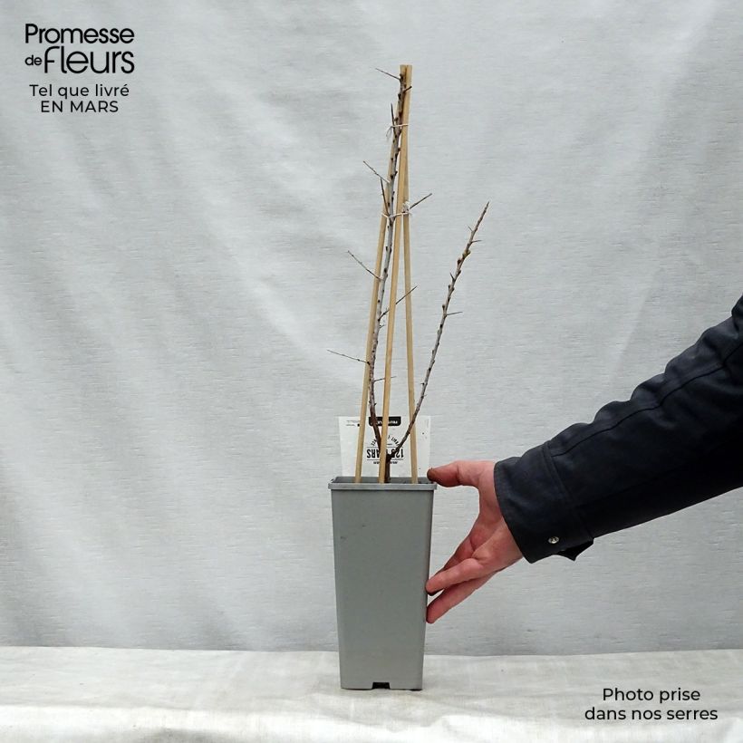 Exemplaar van Hippophae rhamnoides Leikora - Duindoorn Pot van 1,5 l/2 l zoals geleverd in de lente