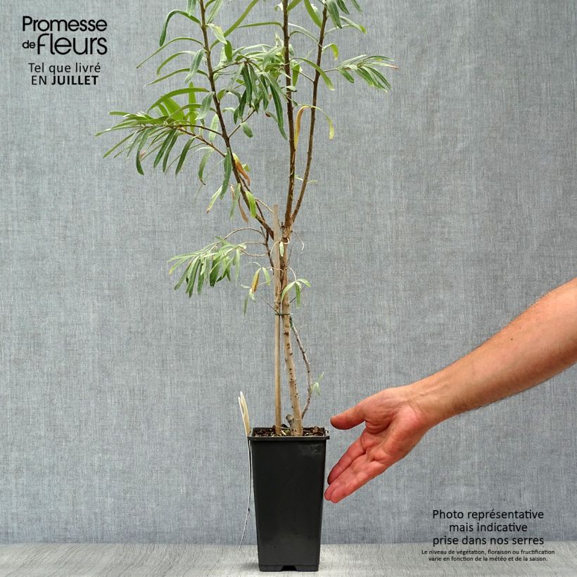 Exemplaar van Hippophae rhamnoides Leikora - Duindoorn Pot van 1,5 l/2 l zoals geleverd in de zomer