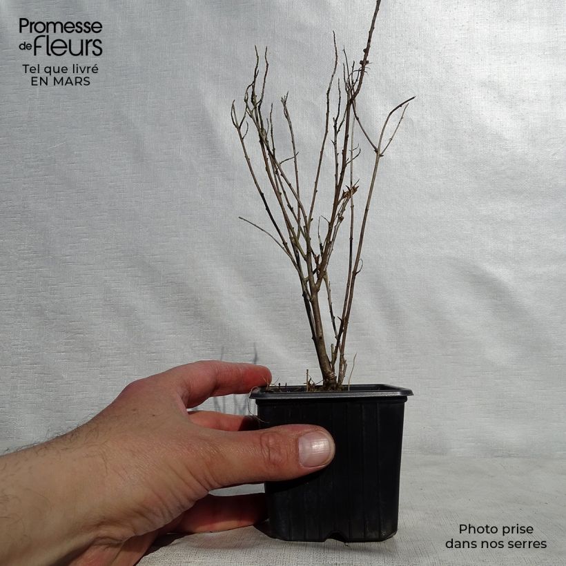 Exemplaar van Hippophae rhamnoides Leikora - Duindoorn Kweekpotje van 8/9 cm zoals geleverd in de lente