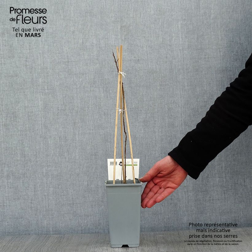 Example of Hippophae rhamnoides Pollmix - Duindoorn Pot van 1,5 l/2 l as you get in hiver