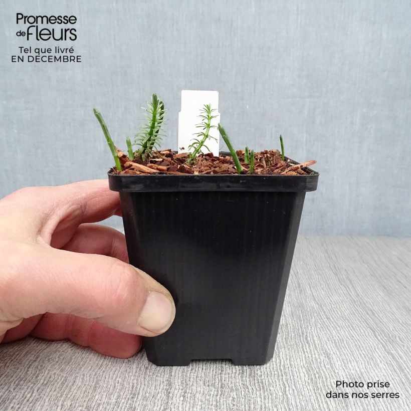 Example of Hippuris vulgaris - Pesse d'eau  Kweekpotje van 8/9 cm as you get in hiver