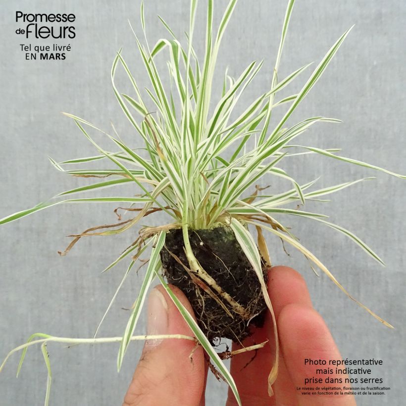 Example of Holcus mollis Albovariegatus - Gladde witbol Mini-mot Ø 3/4 cm as you get in printemps