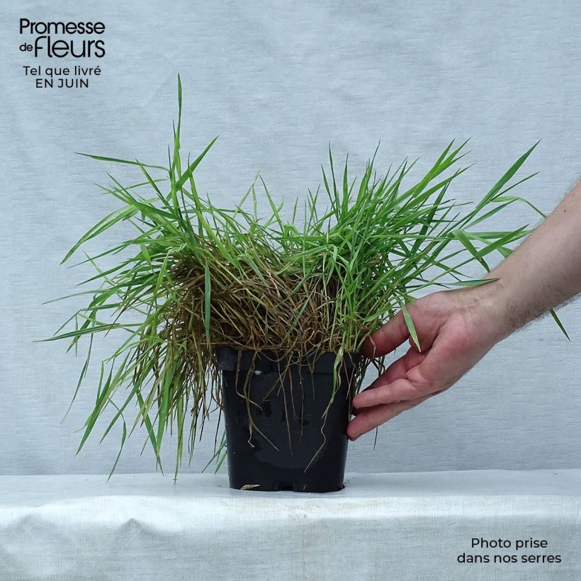 Exemplaar van Holcus mollis Albovariegatus - Gladde witbol Pot van 2 l/3 l zoals geleverd in de zomer
