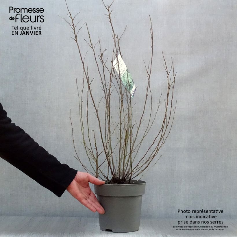 Example of Holodiscus discolor - Holodisque discolore Pot van 4 l/5 l as you get in hiver