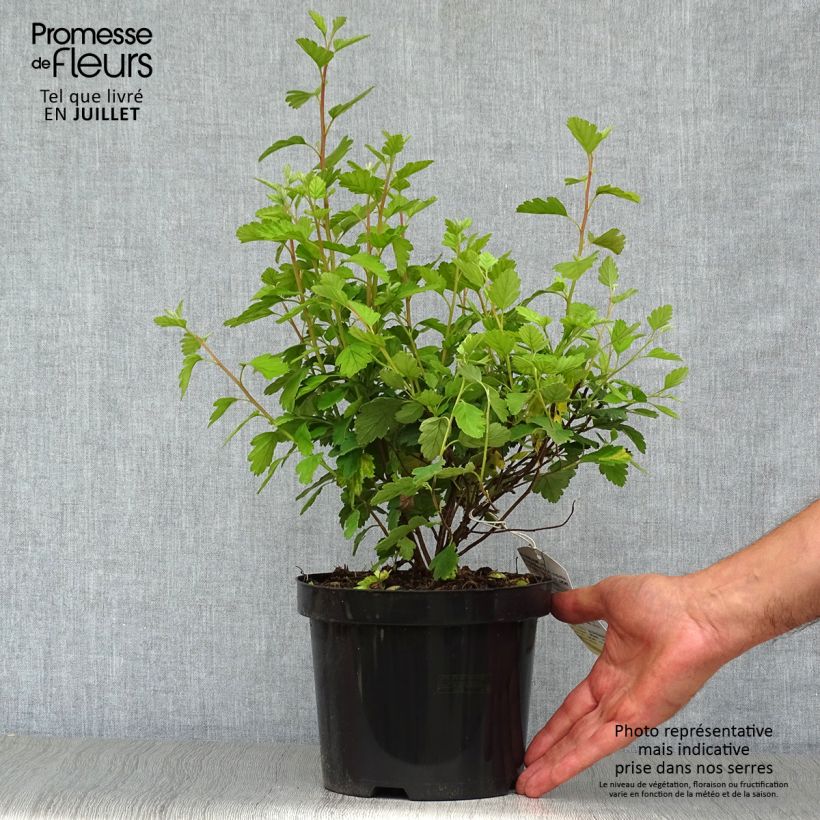 Exemplaar van Holodiscus discolor - Schuimstruik Pot van 4 l/5 l zoals geleverd in de zomer