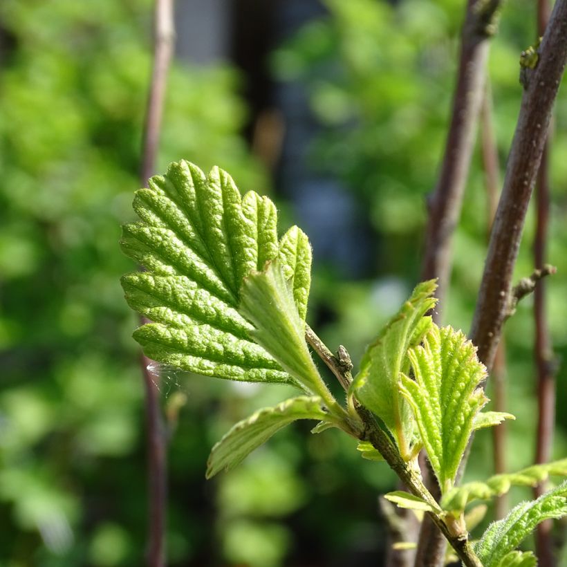 Holodiscus discolor - Schuimstruik (Foliage)