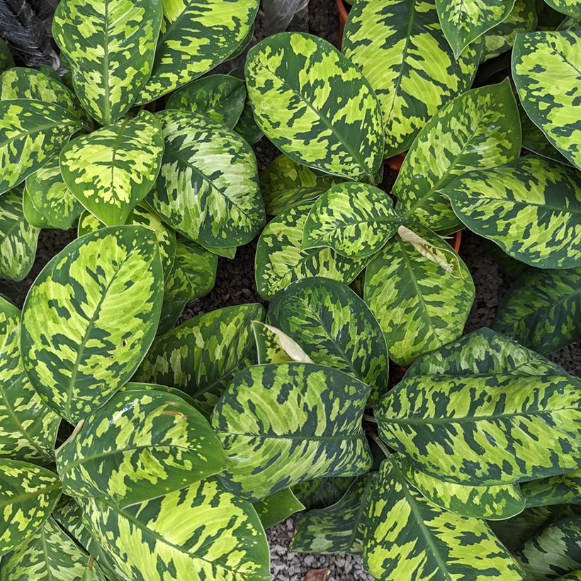 Aglaonema wallisii - Camouflageplant (Blad)