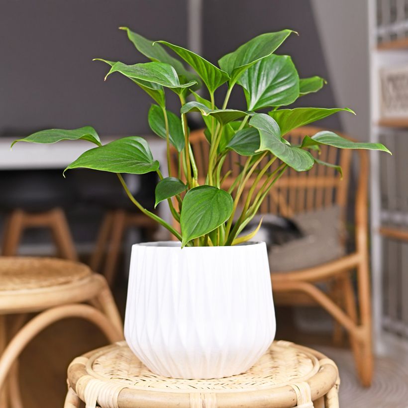 Homalomena Emerald Gem (Groeiplaats)