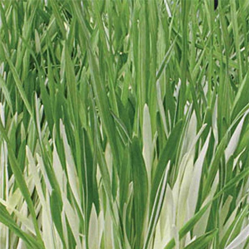 Hordeum vulgare Variegata (zaad) - Gerst (Foliage)