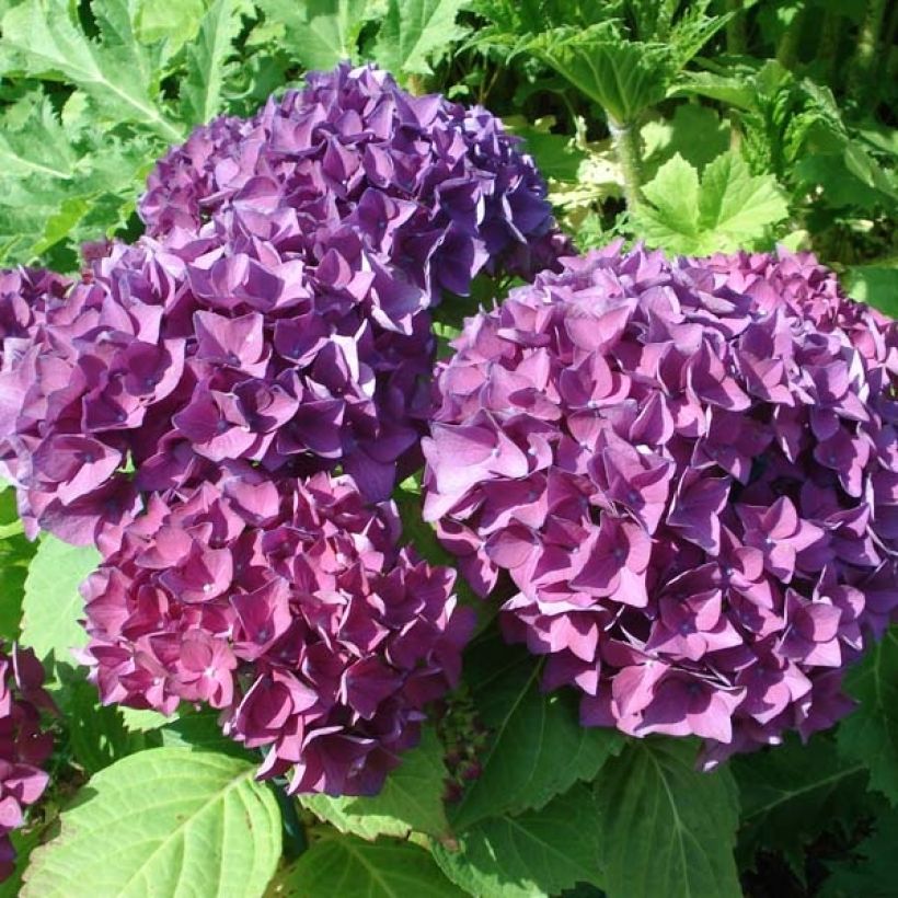 Hydrangea macrophylla Hovaria Hobergine - Bolhortensia (Flowering)