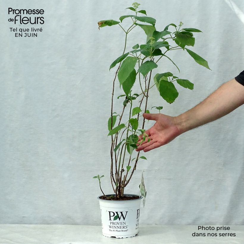 Exemplaar van Hydrangea arborescens Lime Rickey bio - struikhortensia Pot van 2 l/3 l zoals geleverd in de zomer