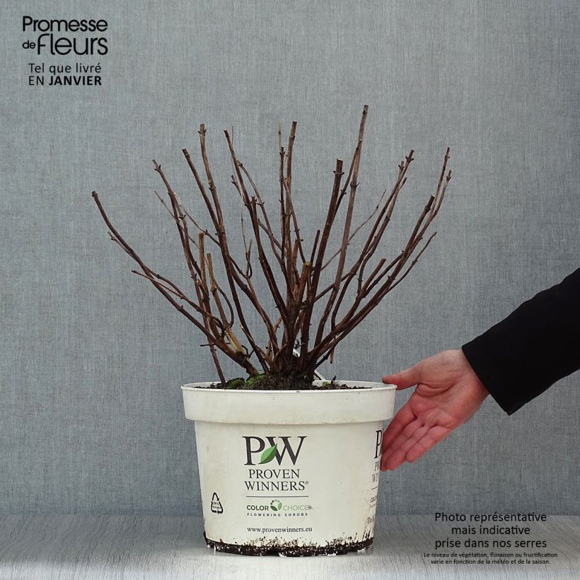 Example of Hortensia arborescens Lime Rickey Pot van 7,5 l/10 l as you get in hiver