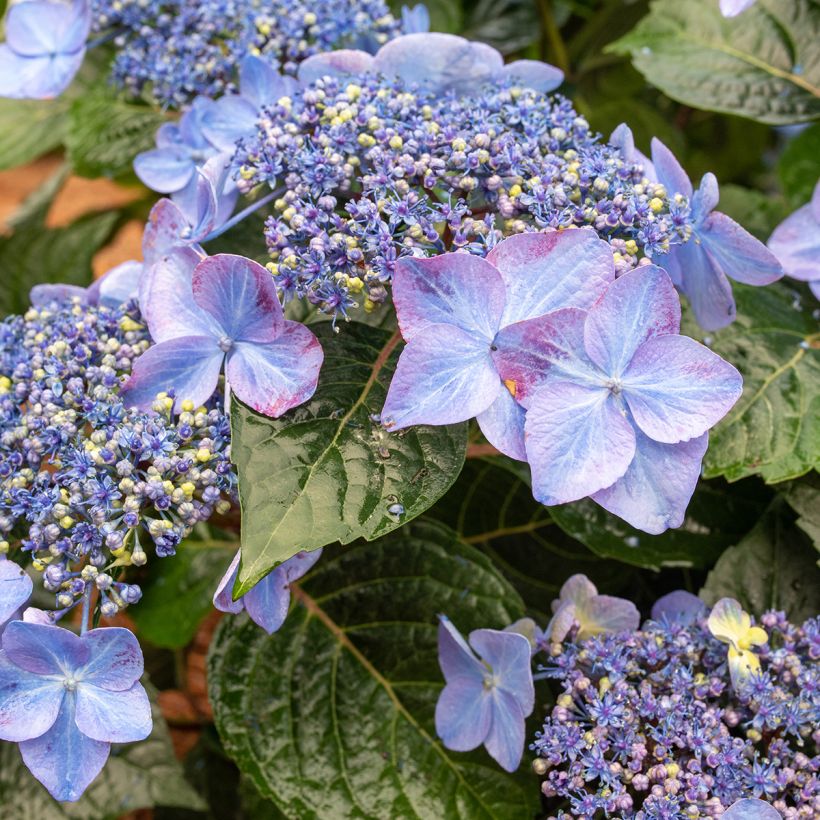 Hydrangea Endless Summer Pop Star (roze) - Bolhortensia (Bloei)
