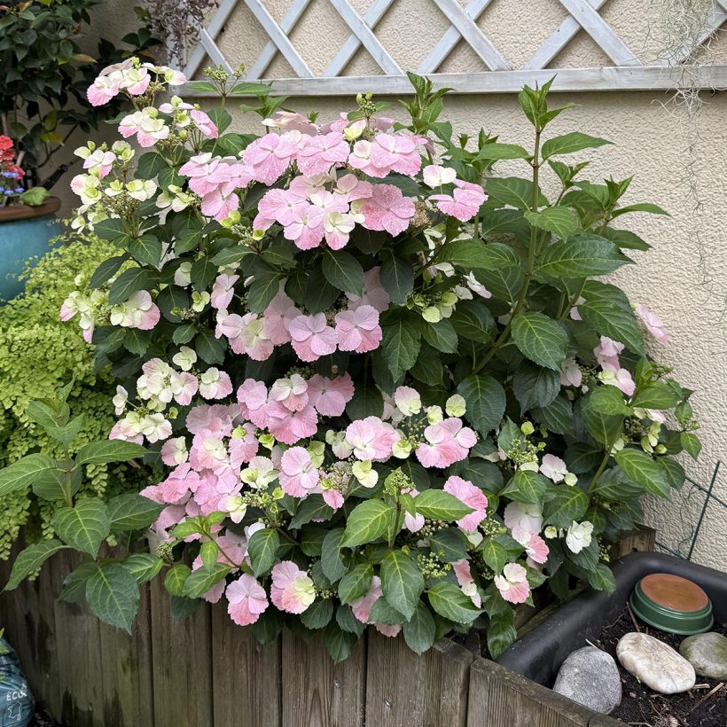 Hydrangea French Bolero - Guirlande hortensia (Groeiplaats)