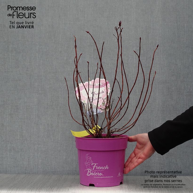 Example of Hortensia - Hydrangea French Bolero Pot van 6 l/7 l as you get in hiver