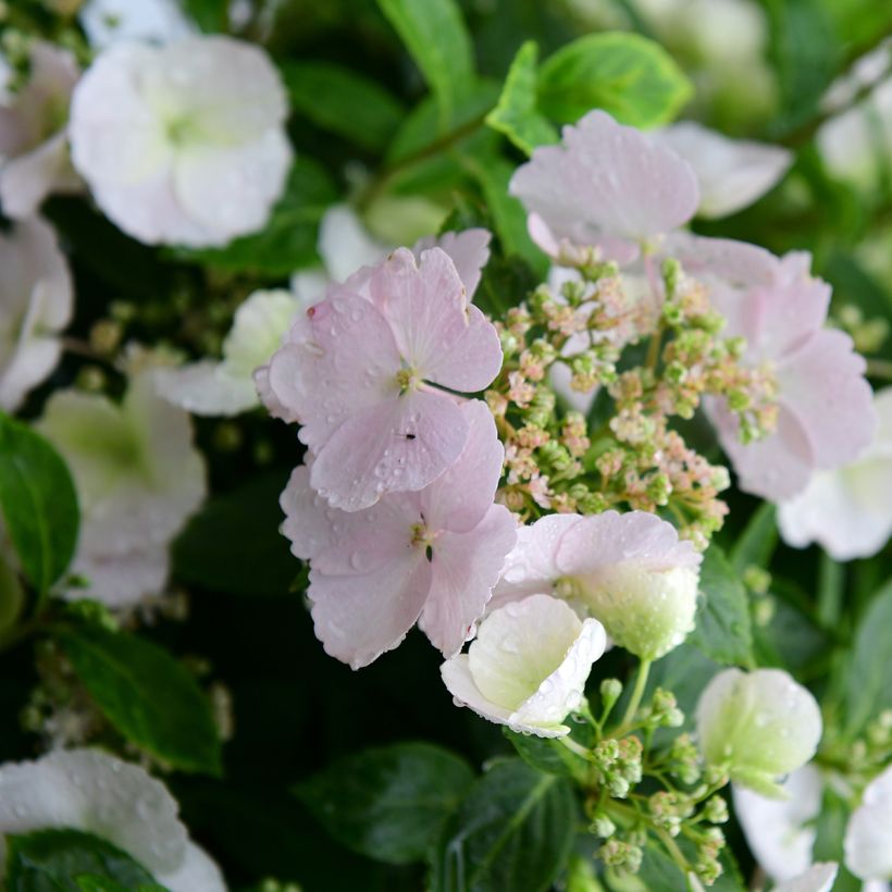 Hydrangea Runaway Bride Snow White - Guirlande hortensia (Flowering)