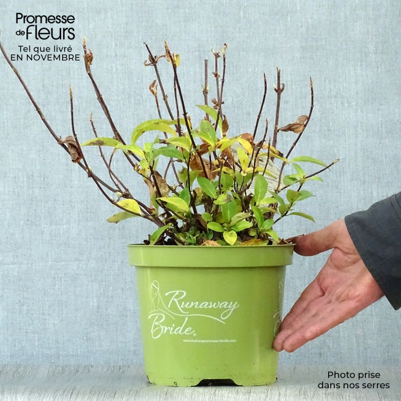 Exemplaar van Hydrangea Runaway Bride Snow White - Guirlande hortensia Pot van 3 l/4 l zoals geleverd in de herfst