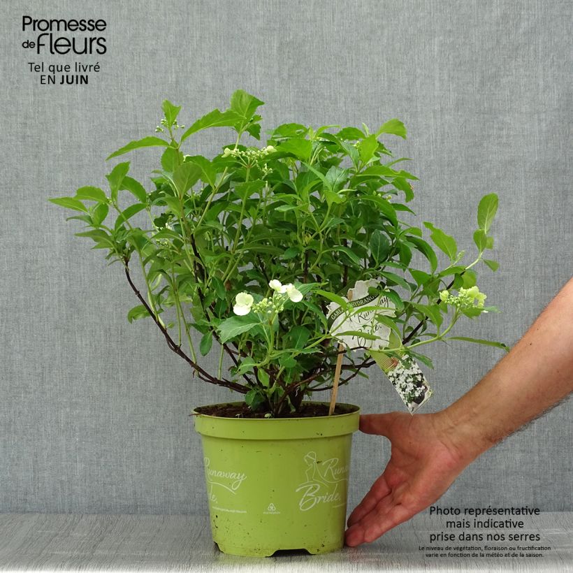 Exemplaar van Hydrangea Runaway Bride Snow White - Guirlande hortensia Pot van 3 l/4 l zoals geleverd in de zomer
