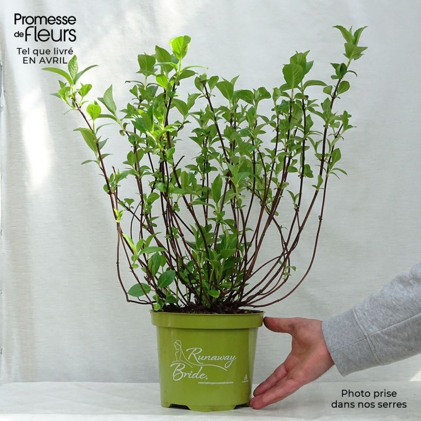 Exemplaar van Hydrangea Runaway Bride Snow White - Guirlande hortensia Pot van 3 l/4 l zoals geleverd in de lente