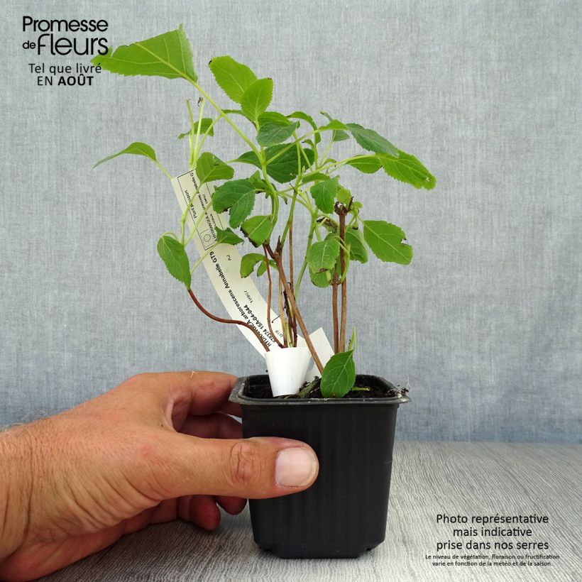 Exemplaar van Hydrangea arborescens Annabelle - Sneeuwballenhortensia Kweekpotje van 8/9 cm zoals geleverd in de zomer
