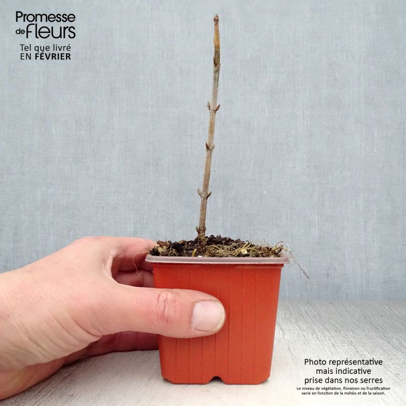 Example of Hydrangea arborescens Annabelle - Sneeuwballenhortensia Kweekpotje van 8/9 cm as you get in hiver