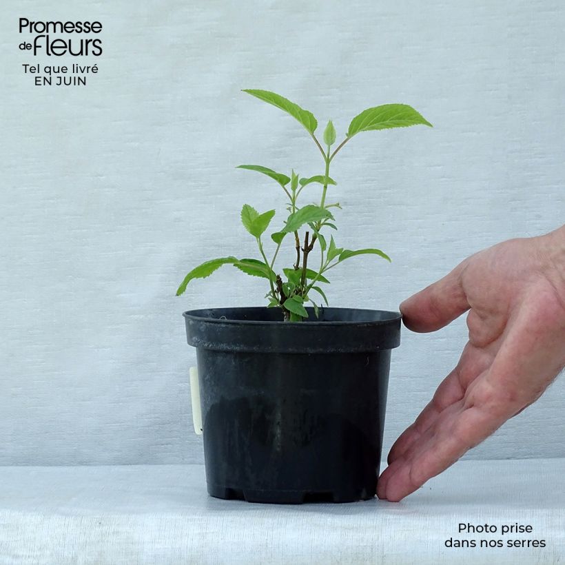 Exemplaar van Hydrangea arborescens Annabelle - Sneeuwballenhortensia Pot van 12 cm / 13 cm zoals geleverd in de zomer
